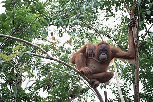 猩猩,黑猩猩,休息,树上,沙巴,婆罗洲,马来西亚