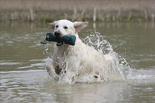 金毛猎犬,狗,水
