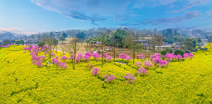 重庆市巴南云林天乡油菜花海