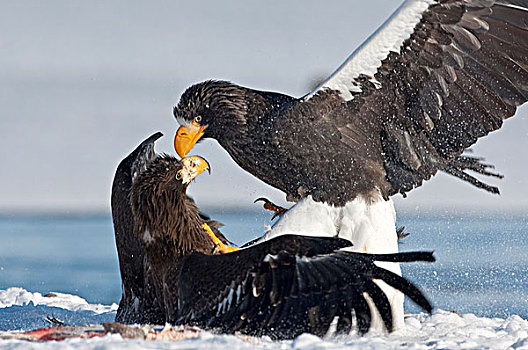 海鹰,虎头海雕,成年,幼小,争斗,堪察加半岛,俄罗斯