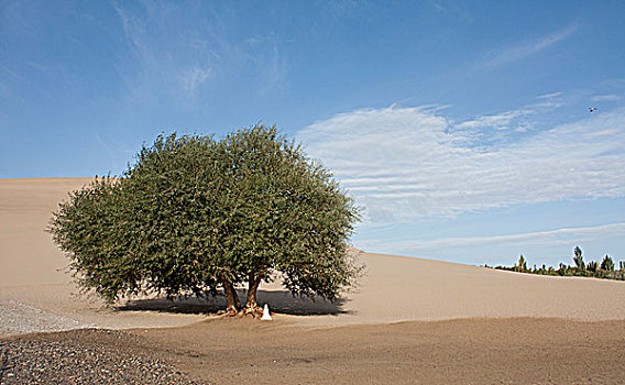 甘肃酒泉敦煌沙漠中的一棵树