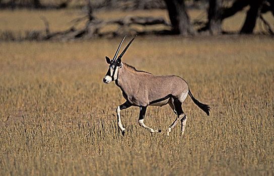 南非大羚羊,卡拉哈迪大羚羊国家公园,卡拉哈里沙漠,南非