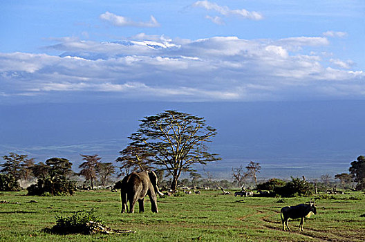 肯尼亚,安伯塞利国家公园,公园,角马,大象,斑马,山,乞力马扎罗山,背景