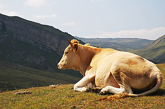 母牛,上面,山,夏天