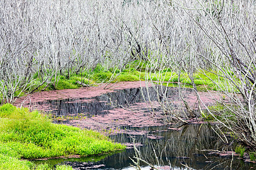 红藻,枯木,湿地,新西兰