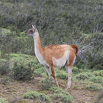 原驼,托雷德裴恩国家公园,巴塔哥尼亚,智利