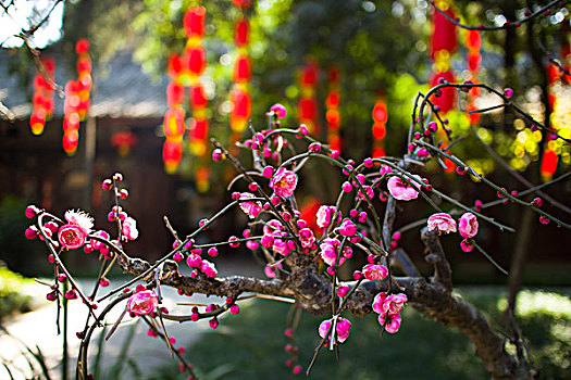 盆景,植物,红梅花,春天,春节