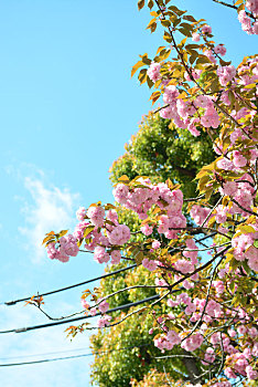 日本东京上野公园樱花