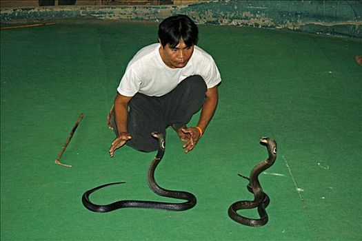 耍蛇,眼镜蛇,展示,蛇,农场,靠近,清迈,泰国,亚洲