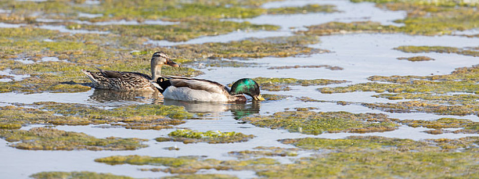 雌性,左边,雄性,右边,野鸭,涉水,湿地