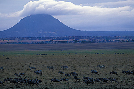 非洲,坦桑尼亚,塔兰吉雷国家公园,平原斑马,角马,牧群,边缘,沼泽,早晨