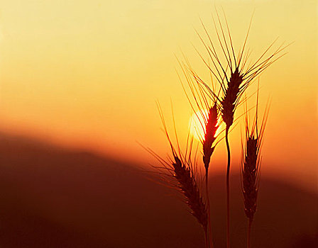 小麦,捆,日落