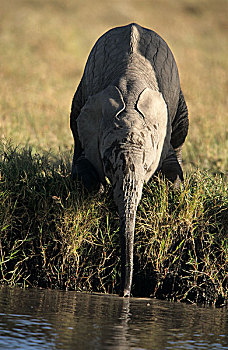 大象,肯尼亚