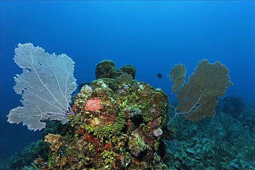 珊瑚礁,海扇,珊瑚,柳珊瑚虫,藻类,不同,彩色,海洋,海绵,佩特罗,岛屿,伯利兹,中美洲,加勒比海