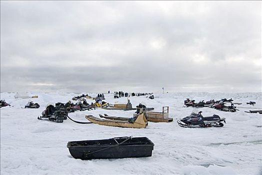 生存,鲸,全体人员,帮助,捕鲸船,家庭,拉拽,弓头鲸,抓住,浮冰,楚科奇海,手推车,阿拉斯加