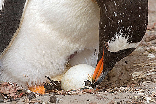 巴布亚企鹅,看,蛋,孵化,福克兰群岛