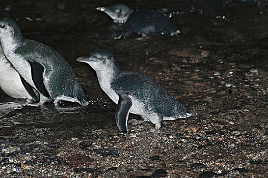 小蓝企鹅,穿过,圆石滩,海洋,喂食,菲利普岛,澳大利亚