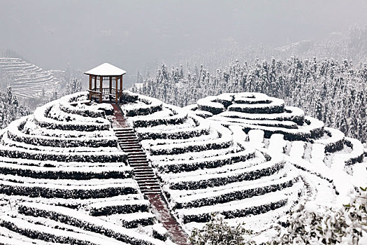 茶山风光