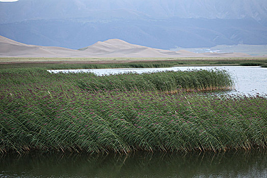 下马崖湿地