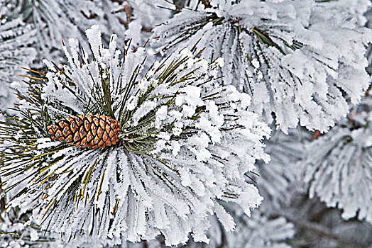 白霜,松树,树枝,安大略省,加拿大