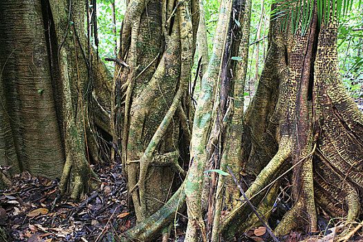 马来西亚沙捞越州沙捞越,穆鲁山国家公园热带雨林中巨大的藤类攀附的高大的树木上