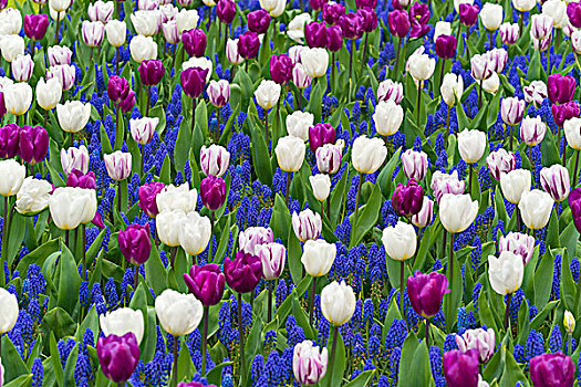 彩色,郁金香,麝香兰,春天,库肯霍夫花园,荷兰南部,荷兰