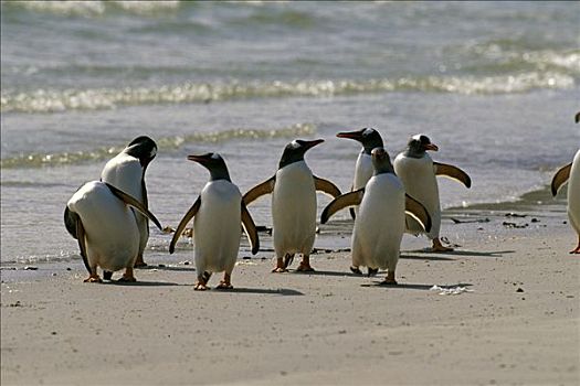 巴布亚企鹅,沙滩,海洋,畜体,福克兰群岛