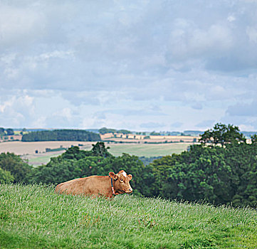 格恩西岛,母牛