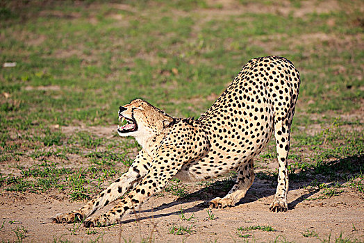 印度豹,猎豹,成年,哈欠,伸展,沙子,禁猎区,克鲁格国家公园,南非,非洲