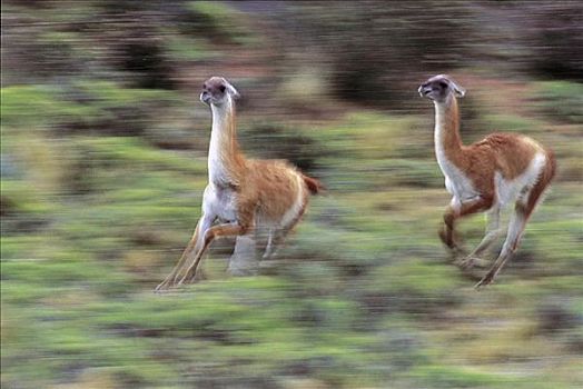 原驼,雄性,追逐,哺乳动物,托雷德裴恩国家公园,巴塔哥尼亚,动物