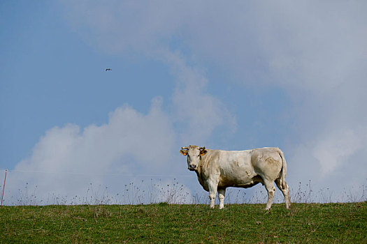 白色,母牛,放牧,草地