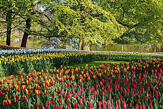 花园,风景,彩色,库肯霍夫公园,郁金香,花,公园,荷兰南部,荷兰