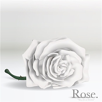 白色,矢量,玫瑰花,背景