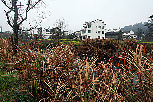 婺源,春天,油菜花,徽派,建筑,思溪延村,风情,风景,风光,乡村,民居