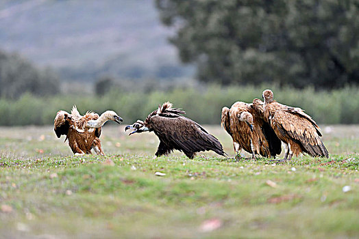 粗毛秃鹫,僧侣,秃鹰,西班牙