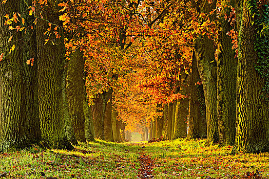 橡树,小路,秋天,萨克森安哈尔特,德国,欧洲