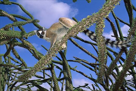 节尾狐猴,狐猴,章鱼,树,国家公园,马达加斯加
