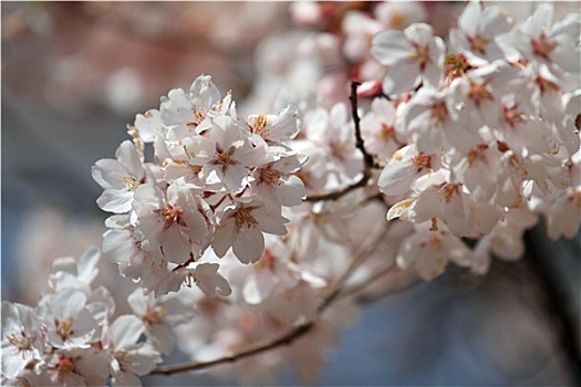 樱花,长野,日本