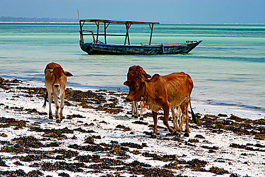 非洲,母牛,海岸线,船,蓝色泻湖,放松,桑给巴尔岛