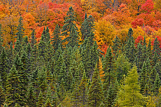 云杉,山坡,枫树,阿尔冈金省立公园,安大略省,加拿大