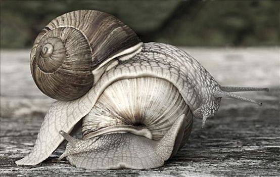 两个,蜗牛,壳,爬行,上方