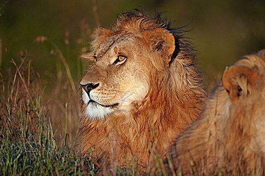 湿,雄性,狮子,日出,马赛马拉国家保护区,肯尼亚,非洲