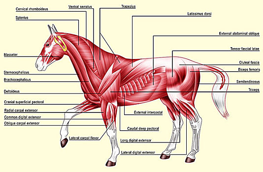 马,身体部位,肌肉
