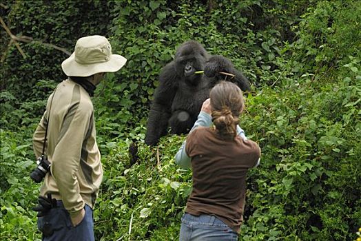 山地大猩猩,大猩猩,成年,游客,火山国家公园,卢旺达