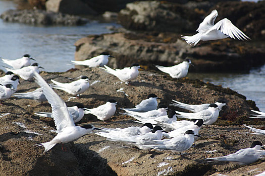 燕鸥,海岸,新西兰
