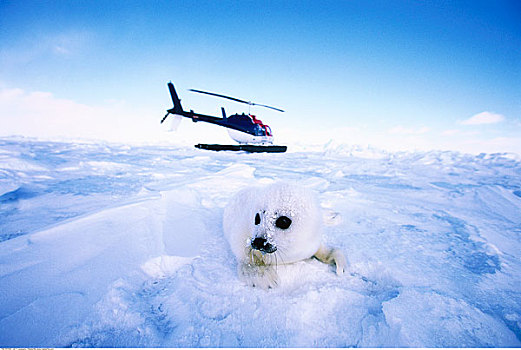 直升飞机,鞍纹海豹,马德琳群岛,魁北克,加拿大