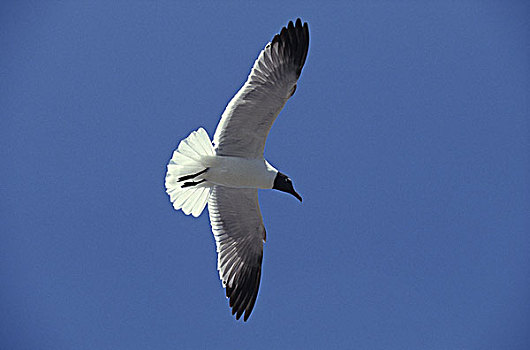 海鸥,成年,飞行,加利福尼亚