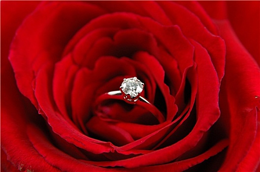 订婚戒指,红玫瑰