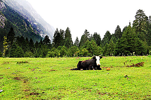 草地山和牛