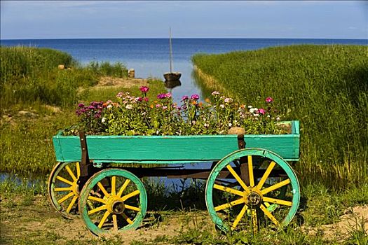 花,手推车,正面,湖,爱沙尼亚,波罗的海国家,欧洲